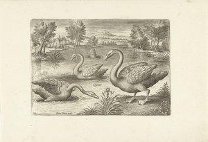 Tres cisnes en un estanque Pájaros (título de la serie) Avium vivae (título de la serie) de Adriaen Collaert