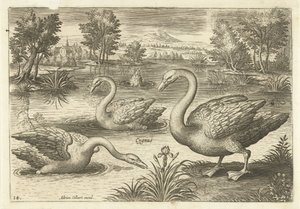 Tres cisnes en un estanque Pájaros (título de la serie) Avium vivae (título de la serie) de Adriaen Collaert
