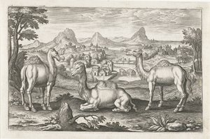 Dromedarios y un camello Animales de cuatro patas (título de la serie) Animalivm Qvaddrvpedvm (título de la serie)
