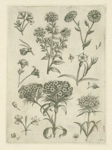 Sweet William y otras flores Florilegio (título de la serie) de Adriaen Collaert
