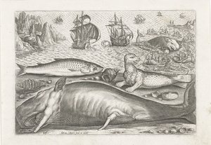 Un salmonete, un león marino y una ballena en la playa Pesca (título de la serie) Iconos de Piscivm vivae (título de la serie) de Adriaen Collaert