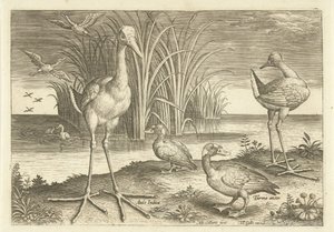 Algunas aves acuáticas en una orilla Pájaros (título de la serie) Avivm vivae (título de la serie) de Adriaen Collaert