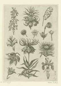 Corona imperial, orquídea y lirios del valle Florilegio (título de la serie) de Adriaen Collaert