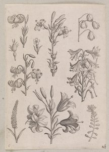 Lirios de Adriaen Collaert