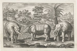 elefantes y rinocerontes Animales de cuatro patas (título de la serie) Animalivm Qvaddrvpedvm (título de la serie) de Adriaen Collaert