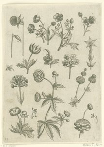 Ranonkels, primula en boterbloemen Florilegio (título de la serie) de Adriaen Collaert
