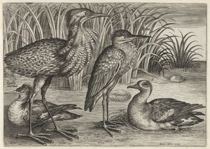  de Adriaen Collaert