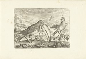 Dos pájaros exóticos en un paisaje Pájaros (título de la serie) Avium vivae (título de la serie) de Adriaen Collaert
