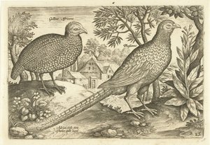 Dos gallinas en un paisaje. Avivm Vivae (título de la serie) Pájaros (título de la serie)