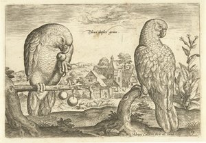 Dos loros en un paisaje Avium Vivae (título de la serie) Pájaros (título de la serie) de Adriaen Collaert