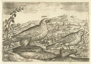 Dos pájaros en un paisaje Avium Vivae (título de la serie) Pájaros (título de la serie) de Adriaen Collaert