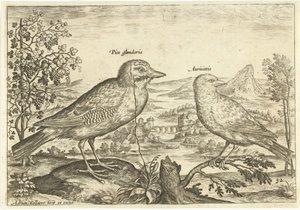Dos pájaros en un paisaje Pájaros (título de la serie) Avium Vivae (título de la serie) de Adriaen Collaert
