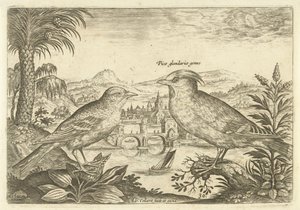 Dos pájaros en un paisaje
Pájaros (título de la serie)
Avivm Vivae (título de la serie) de Adriaen Collaert