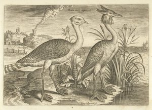 Dos aves zancudas en un paisaje Pájaros (título de la serie) Avivm vivae (título de la serie) de Adriaen Collaert