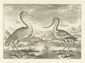 Dos aves zancudas en un paisaje fluvial Pájaros (título de la serie) Avivm Vivae (título de la serie) de Adriaen Collaert
