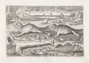 Dos focas y dos peces en la playa. Pesca (título de la serie) Iconos de Piscivm vivae (título de la serie) de Adriaen Collaert
