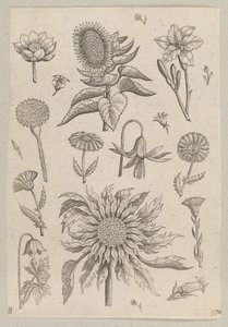 Dos girasoles de Adriaen Collaert