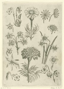 Diferentes flores, violetas y narcisos. Florilegio (título de la serie) de Adriaen Collaert