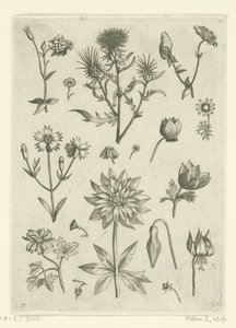Varias flores, incluyendo aguileña y ciclamen. Florilegio (título de la serie) de Adriaen Collaert