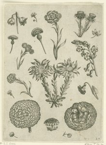 Varias flores, incluyendo crisantemo y cardo. Florilegio (título de la serie) de Adriaen Collaert