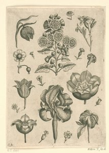 Varias flores incluyendo iris y violeta Florilegio (título de la serie) de Adriaen Collaert
