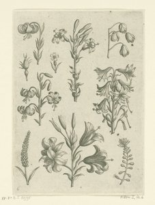 Cuatro lirios grandes y algunas flores más pequeñas. Florilegio (título de la serie) de Adriaen Collaert