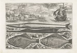 Cuatro peces en la playa Pesca (título de la serie) Iconos de Piscium vivae (título de la serie) de Adriaen Collaert