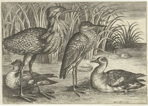 Cuatro aves zancudas a lo largo de la orilla de un río Pájaros (título de la serie) Avivm vivae (título de la serie) de Adriaen Collaert