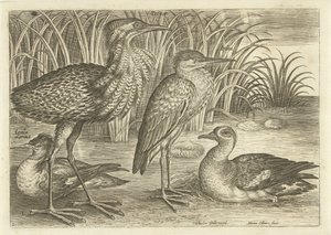 Cuatro aves zancudas a lo largo de la orilla de un río Pájaros (título de la serie) Avivm vivae (título de la serie) de Adriaen Collaert