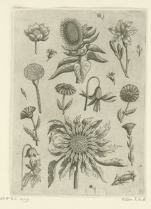 Girasol y otras flores. Florilegio (título de la serie) de Adriaen Collaert