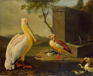 Aves Orientales, 1683