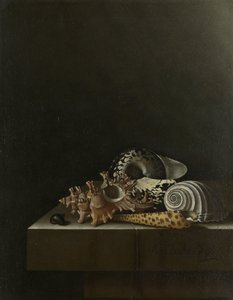 Conchas sobre un zócalo de piedra de Adrian Coorte