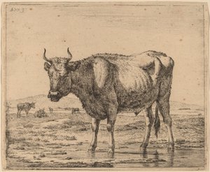 Toro de pie en el agua de Adriaen van de Velde