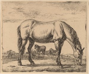 Caballo pastando de Adriaen van de Velde