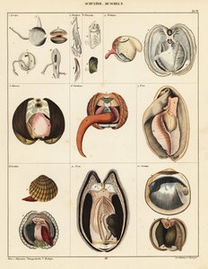 Anatomía de los moluscos bivalvos.,1841 (litografía) de Adrian Schleich