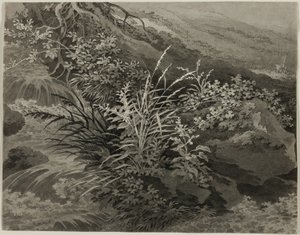 Esquina del prado con juncos y otras plantas de Adrian Zingg
