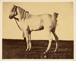 [Caballo]