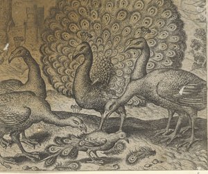 Fábula de la urraca con plumas de pavo real de Egidius  Sadeler (II)