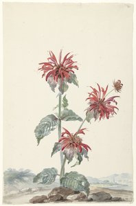 Una bergamota roja en un paisaje de Aert Schouman (signed by artist)