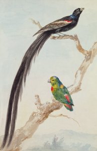 Un pájaro viuda de cola larga y un loro colgante de corona azul, 1783