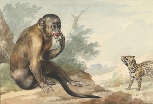 Un Mono Sentado en una Roca Mirando a una Civeta, 1764