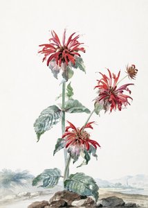 Una bergamota roja en un paisaje