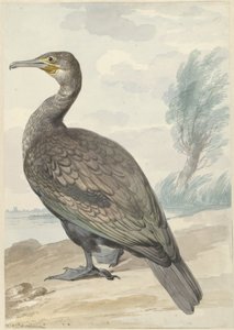 Cormorán de Aert Schouman