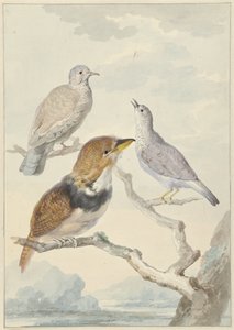 Tres pájaros, dos palomas incas y un cuco barbudo con collar de Aert Schouman