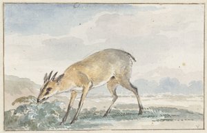 Zorro de Guinea o Sylvicapra Grimmia de Aert Schouman
