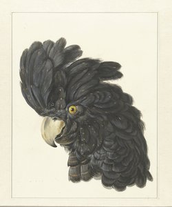 Cabeza de cacatúa
Cabeza de loro (título en el objeto) de Aert Schouman