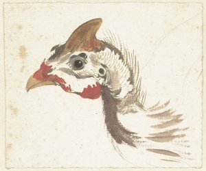 Cabeza de una gallina de Guinea con casco de Aert Schouman