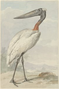 Jabiroe (Jabiroe mycteria)
