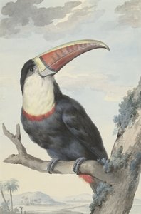 Tucán de pico rojo, 1748