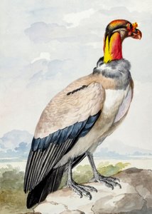 Alcaraván de Aert Schouman